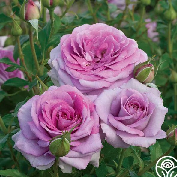 Heirloom Roses Violet's Pride™ Hot
