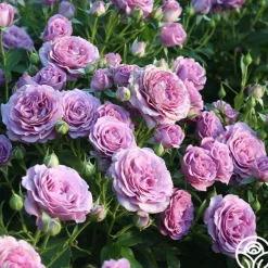 Heirloom Roses Violet's Pride™ Hot