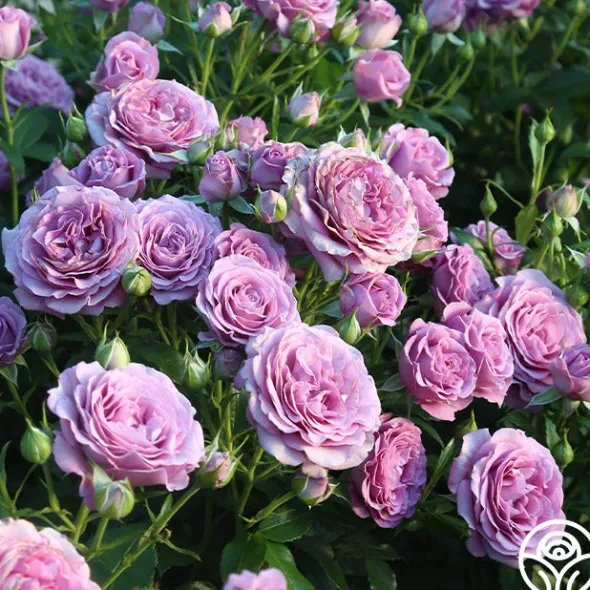 Heirloom Roses Violet's Pride™ Hot