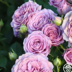 Heirloom Roses Violet's Pride™ Hot