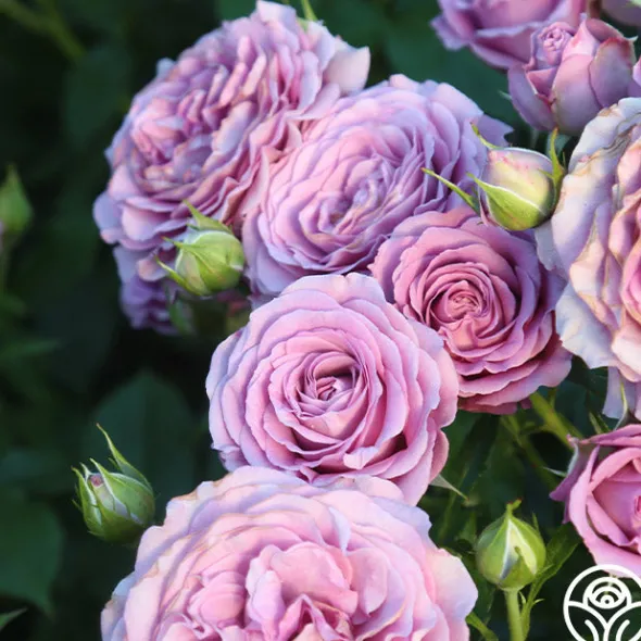 Heirloom Roses Violet's Pride™ Hot