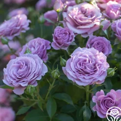 Heirloom Roses Violet's Pride™ Hot
