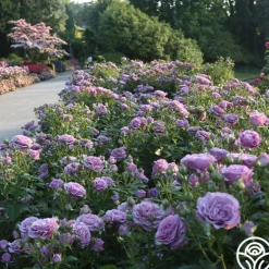 Heirloom Roses Violet's Pride™ Hot