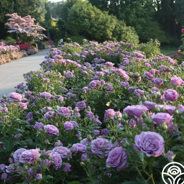 Heirloom Roses Violet's Pride™ Hot
