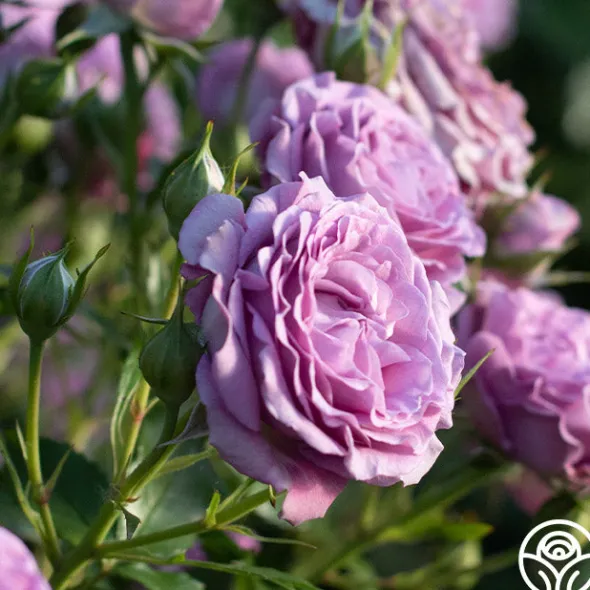 Heirloom Roses Violet's Pride™ Hot