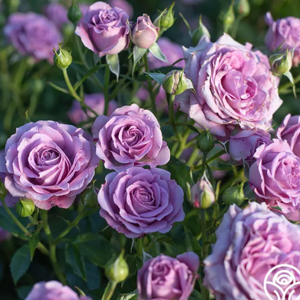 Heirloom Roses Violet's Pride™ Hot