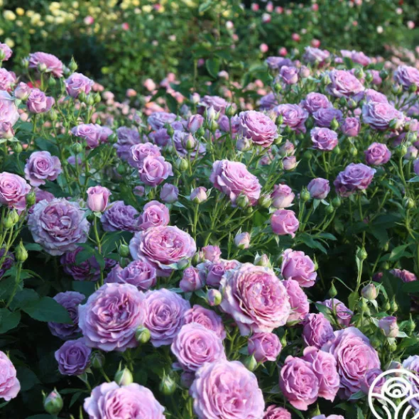 Heirloom Roses Violet's Pride™ Hot
