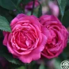 Heirloom Roses Virginia Reel Outlet