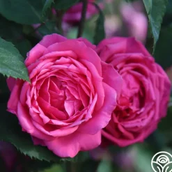 Heirloom Roses Virginia Reel Outlet