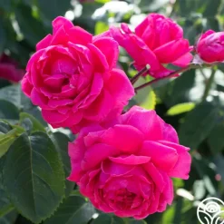 Heirloom Roses Virginia Reel Outlet