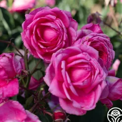 Heirloom Roses Virginia Reel Outlet
