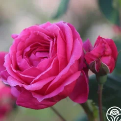Heirloom Roses Virginia Reel Outlet