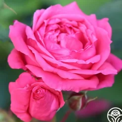 Heirloom Roses Virginia Reel Outlet