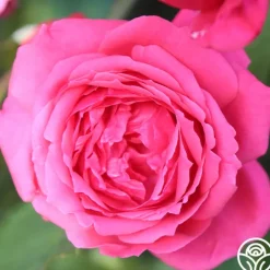Heirloom Roses Virginia Reel Outlet