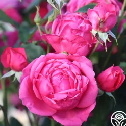 Heirloom Roses Virginia Reel Outlet