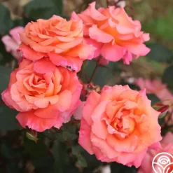 Heirloom Roses Voodoo™ Online