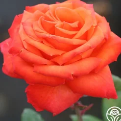 Heirloom Roses Voodoo™ Online