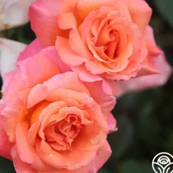 Heirloom Roses Voodoo™ Online