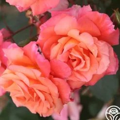 Heirloom Roses Voodoo™ Online