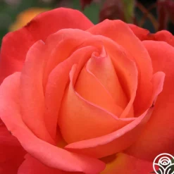 Heirloom Roses Voodoo™ Online