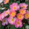 Heirloom Roses Watercolors Home Run® Clearance
