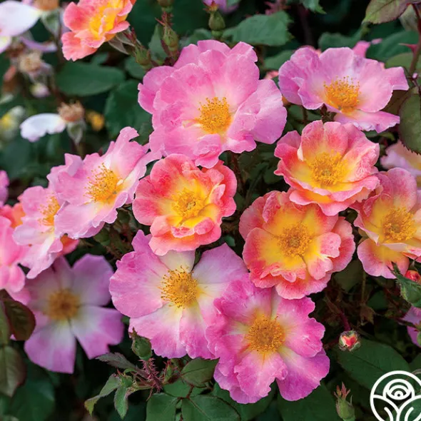 Heirloom Roses Watercolors Home Run® Clearance