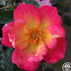 Heirloom Roses Watercolors Home Run® Clearance
