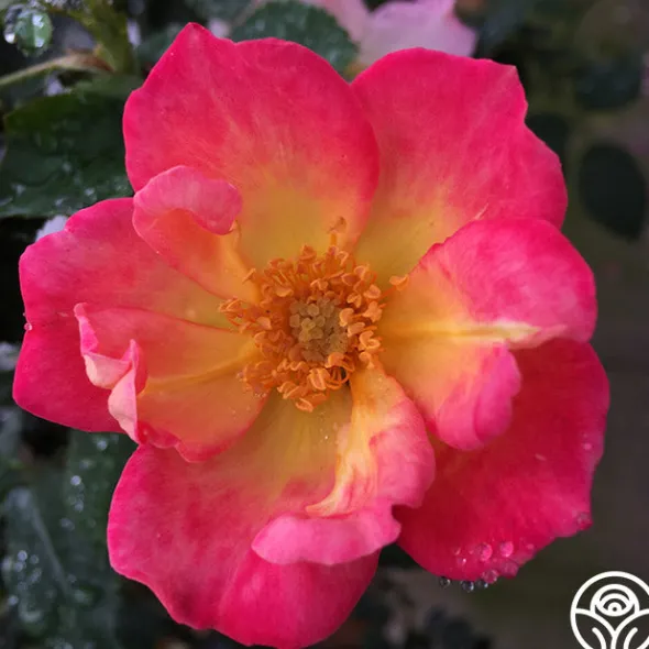 Heirloom Roses Watercolors Home Run® Clearance