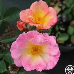 Heirloom Roses Watercolors Home Run® Clearance