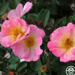 Heirloom Roses Watercolors Home Run® Clearance