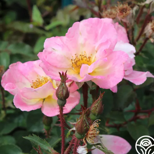 Heirloom Roses Watercolors Home Run® Clearance