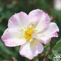 Heirloom Roses Watercolors Home Run® Clearance