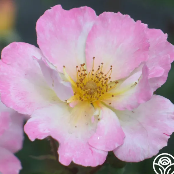 Heirloom Roses Watercolors Home Run® Clearance