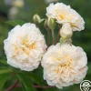 Heirloom Roses Wedding Garland Best