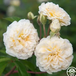 Heirloom Roses Wedding Garland Best