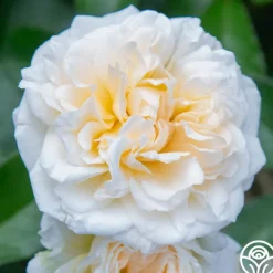 Heirloom Roses Wedding Garland Best