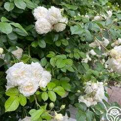 Heirloom Roses Wedding Garland Best