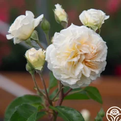 Heirloom Roses Wedding Garland Best