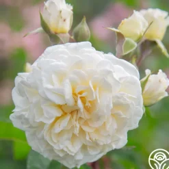 Heirloom Roses Wedding Garland Best
