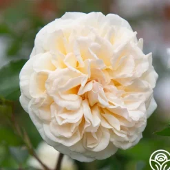 Heirloom Roses Wedding Garland Best
