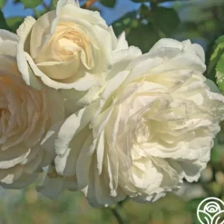 Heirloom Roses Wedding Garland Best