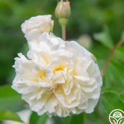 Heirloom Roses Wedding Garland Best