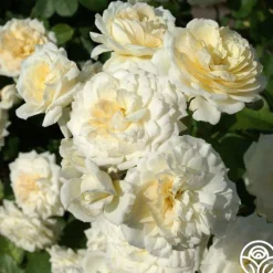 Heirloom Roses Wedding Garland Best