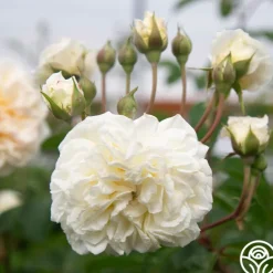 Heirloom Roses Wedding Garland Best