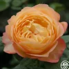 Heirloom Roses Well-Being™ Discount