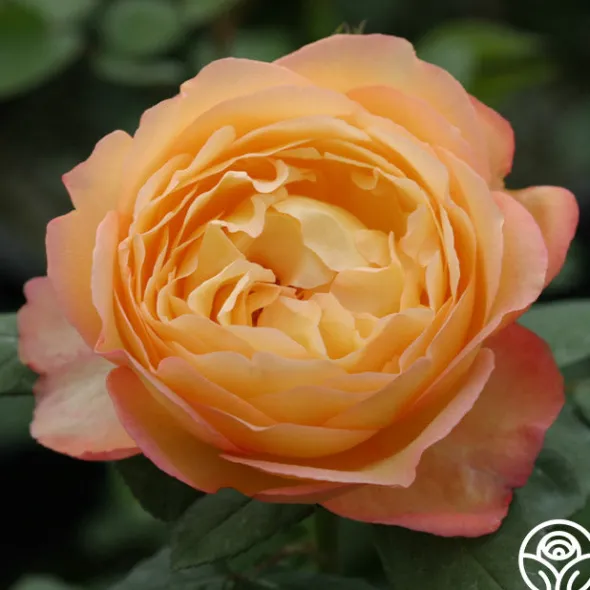 Heirloom Roses Well-Being™ Discount