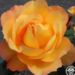 Heirloom Roses Well-Being™ Discount