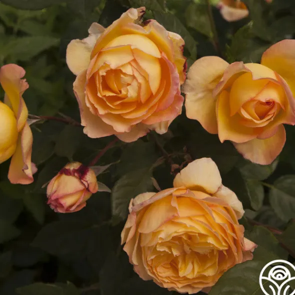 Heirloom Roses Well-Being™ Discount