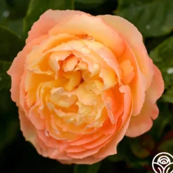 Heirloom Roses Well-Being™ Discount