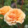 Heirloom Roses Welsh Gold™